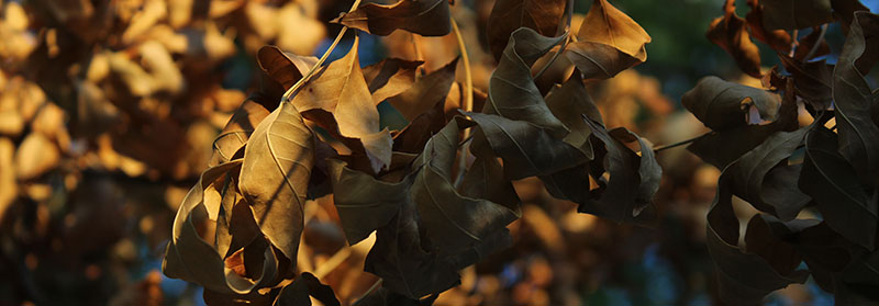 Leaves on the ground