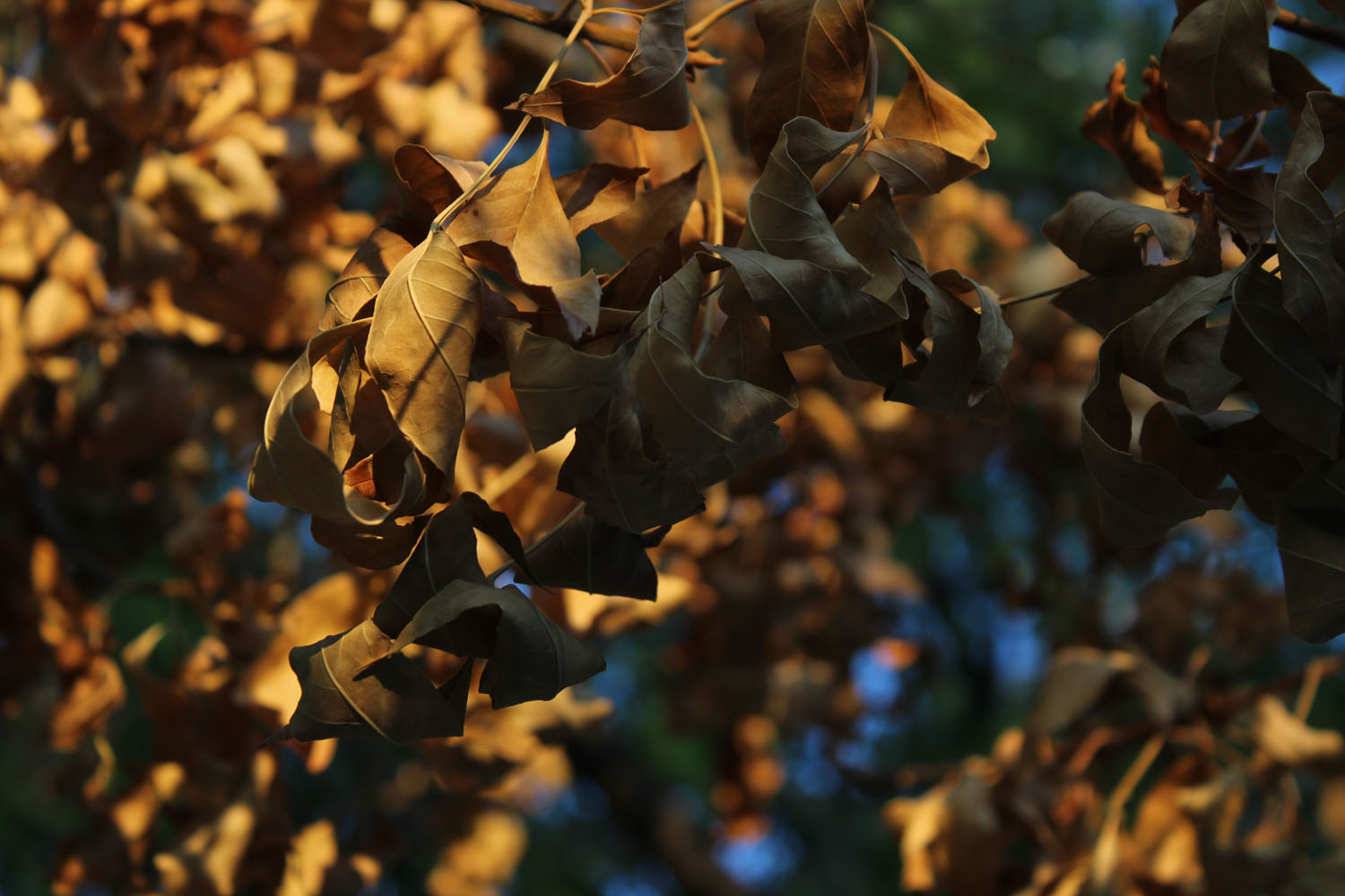 Leaves that are dead fading over time Leaves that are dead fading over time