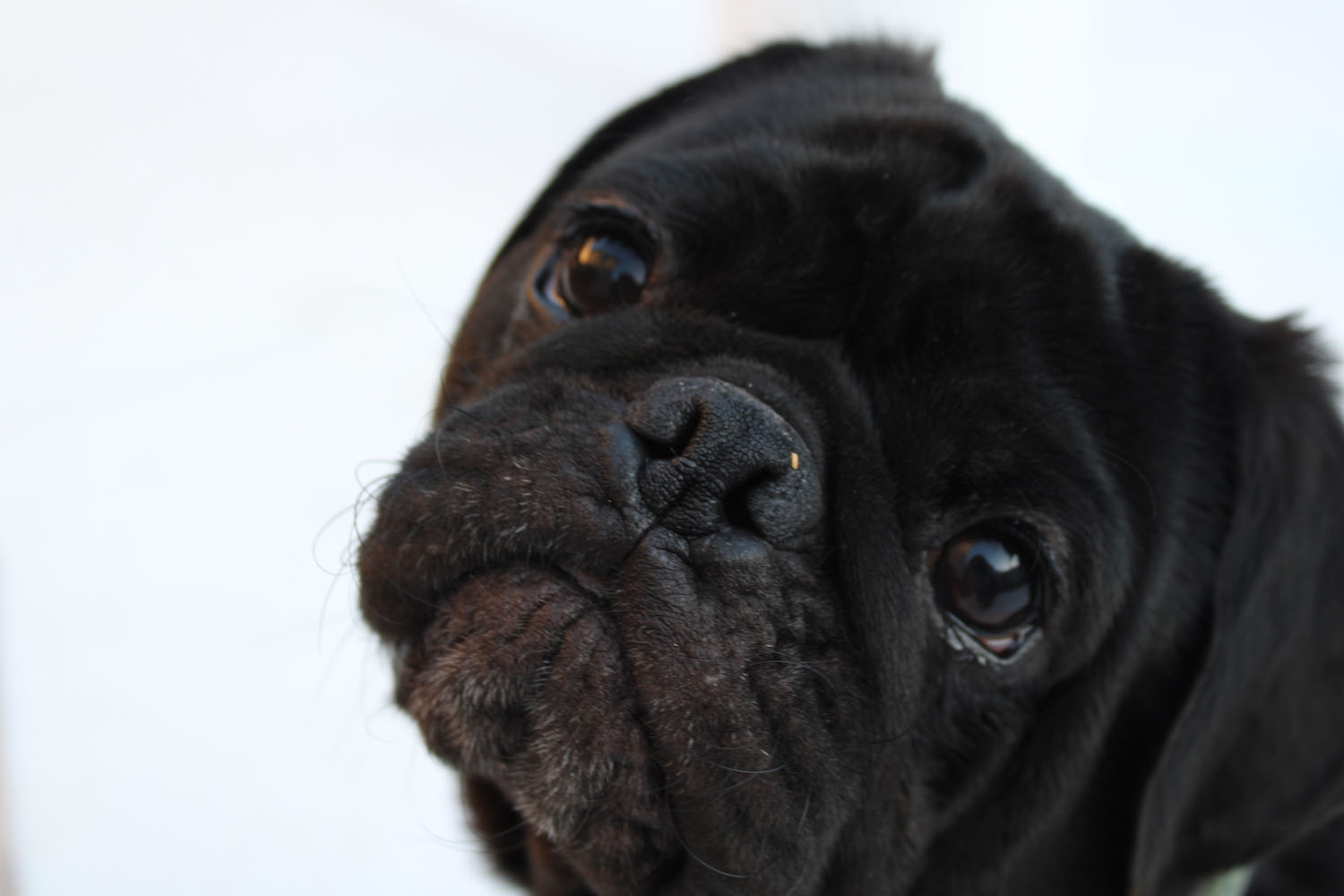 Puppy tilting his head as he looks into the camera Puppy tilting his head as he looks into the camera