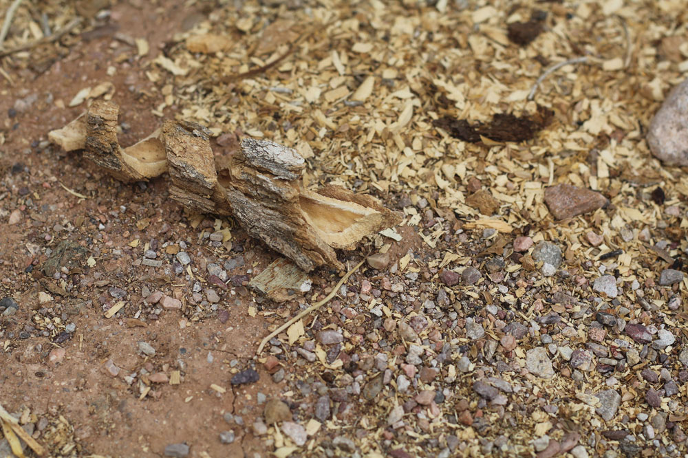 Bark on the ground