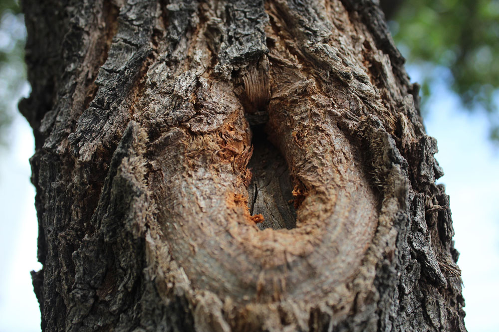Tree knot