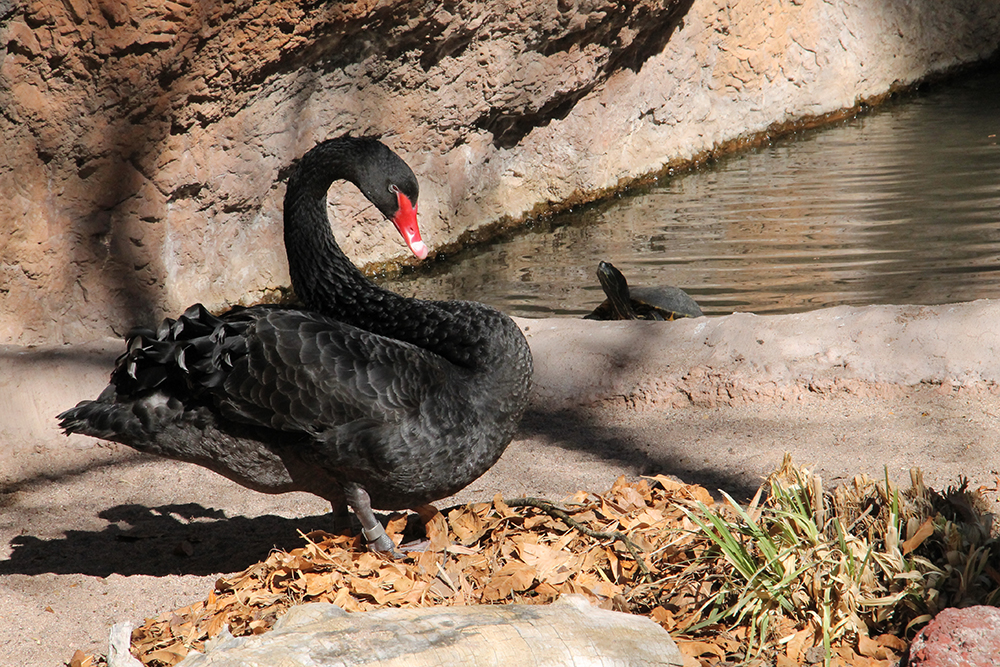 Swan Pic