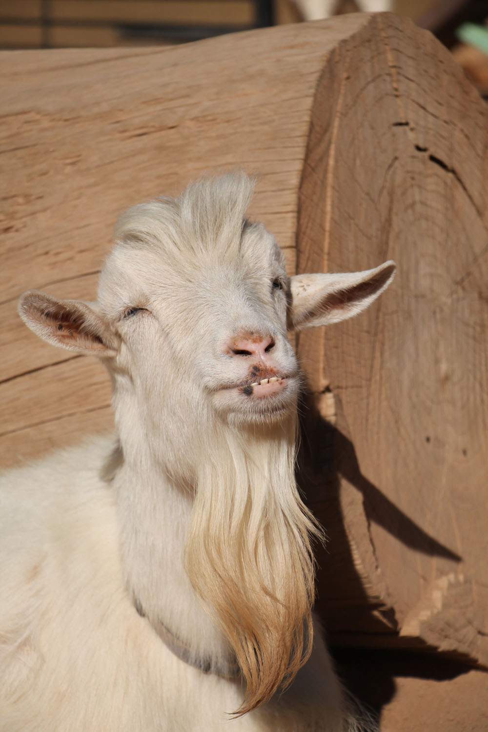 stoner goat